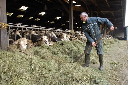 Ferme laiti&egrave;re certifi&eacute;e Agriculture Biologique. Vaches de race normande nourries au foin ventil&eacute; par l'agriculteur