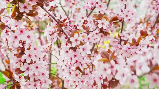 Cherry branch with pink flowers in spring bloom, A beautiful Japanese tree branch with cherry blossoms swinging in the wind, Sakura, Slow motion. High quality FullHD footage