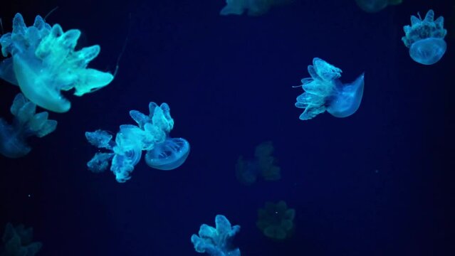 Group of pink fluorescent jellyfish swimming underwater in colorful neon light in aquarium. The Lychnorhiza lucerna marble jellyfish in dark water, ocean. Theriology, tourism, diving, undersea life.