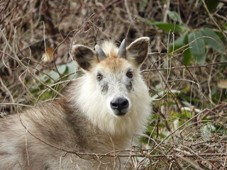 ニホンカモシカ