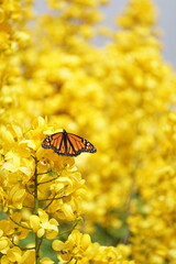 Santa Br&iacute;gida, Canarias. 