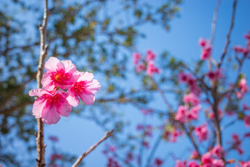 沖縄で咲くピンク色の寒緋桜の花