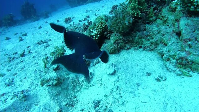 Blue-and-gold triggerfish or Pseudobalistes fuscus at the bottom of the Red sea in Egypt, travel concept