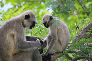 A long tailed macaque sitting on a tree