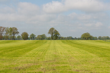 Tree in striped meadow