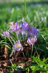 Multiple crocuses in the wild during spring