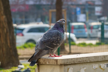 il piccione