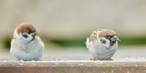 Sparrow. Sparrows are a family of small passerine birds, Passeridae. They are also known as true...