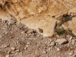 the admiral butterfly is sitting on a rock