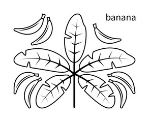 Banana branch vector line icons. Nature and ecology. Isolated collection of banana branch on white background.