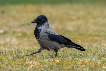 crow on the grass