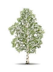 Vector drawing of birch tree. Isolated vector illustration of birch tree on a white background.