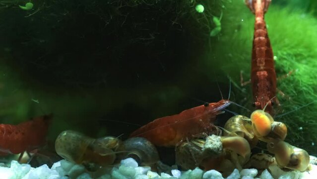 Close-up view of  red fire shrimp, caridina multidentata and water snail, competing for food