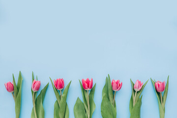 Bouquet of pink tulips on blue background. Mothers day, Valentines Day, Birthday celebration concept. Greeting card. Copy space for text, top view