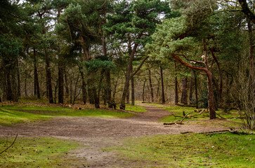 Fototapeta premium Footpath across an open space in a forest with mainly coniferous trees near Oosterhout, The Netherlands