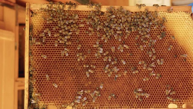 Wooden hive frame with a honeycomb and working bees collecting sweet honey and beeswax, handheld close-up shot. Natural and organic product concept.