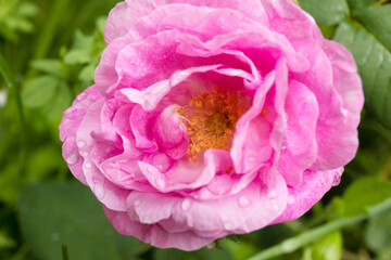 A tea rose flower in the drops of morning dew.