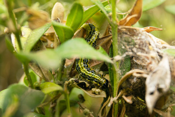 Pupae or larva of Cydalima perspectalis is a pest that destroys and eats green buxus sempervivens leaves