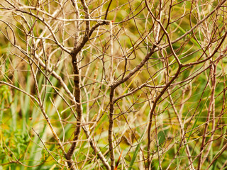 branches without leaves in the forest