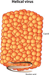 Helical virus (the viral nucleic acid coils into a helical shape and the capsid proteins wind around the inside or outside of the nucleic acid, forming a long tube or rod-like structure)