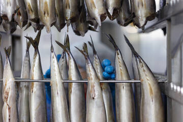 Fresh mackerel ready for the process of smoking in the oven.