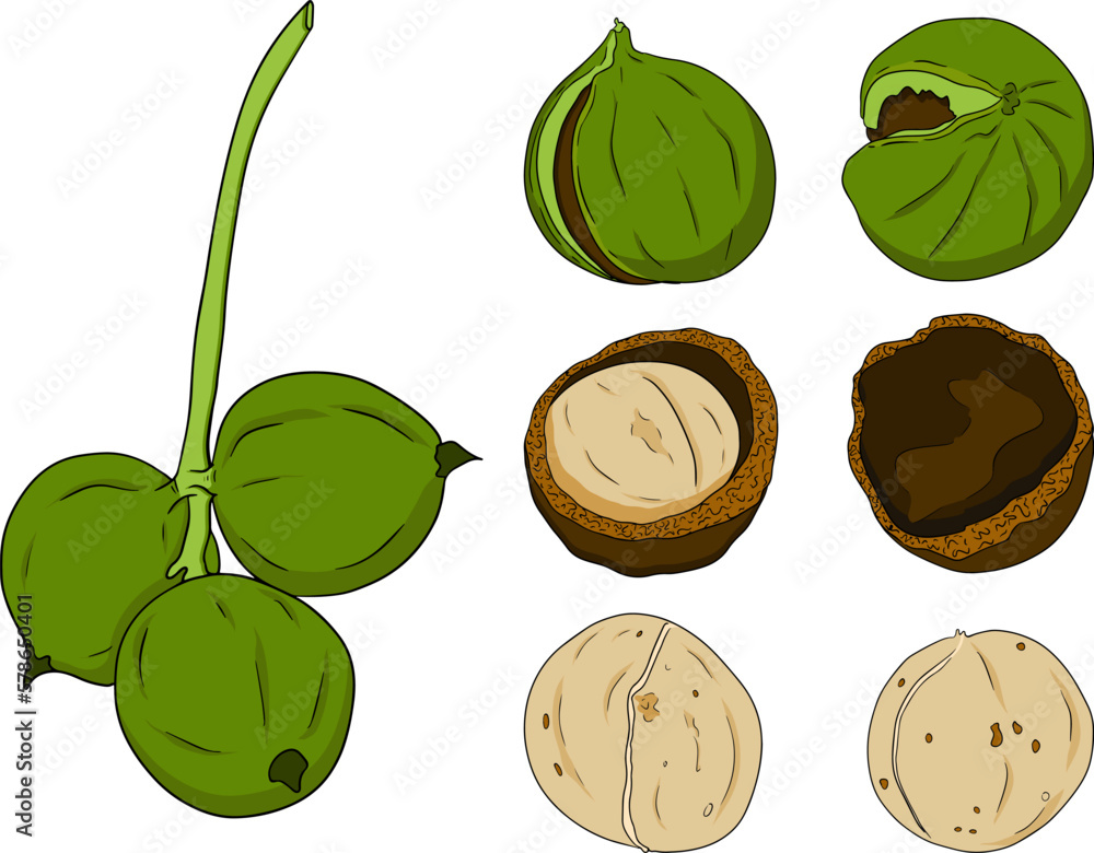 Wall mural macadamia. vector hand drawn nuts. colored illustration with different sort of nuns.