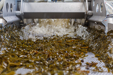 Closeup view of seaweed washing machine. © Елена Бионышева-Абра