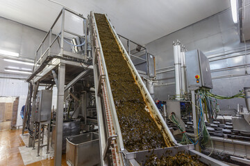 Closeup view of conveyor machine at seaweed factory. - obrazy, fototapety, plakaty