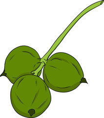 Macadamia. Vector hand drawn nuts. Colored illustration with different sort of nuns.