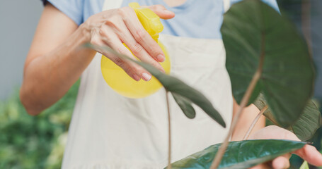 Close-up cheerful happy Asian girl wear apron hold pot on her hand watering plants at cozy home garden. Gently water a plants by using water spray, Gardening making homework domestic life concept.