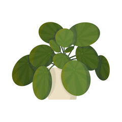 Pilea Plante verte 2 Illustration 