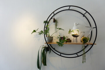 Modern plant with round shape steep frame for decoration with white background