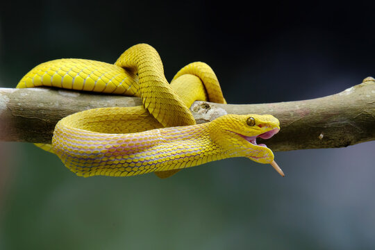 snake in the tree