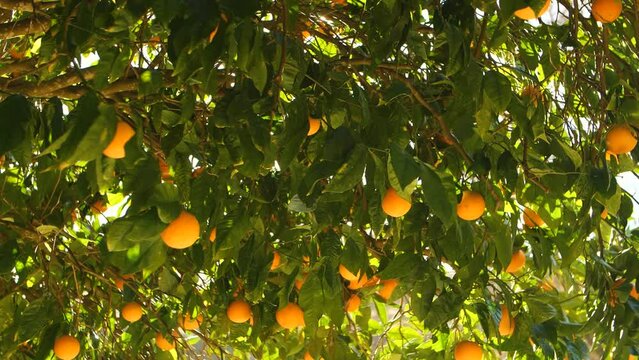 sunlight through an Orange tree leaves in Seville, Spain