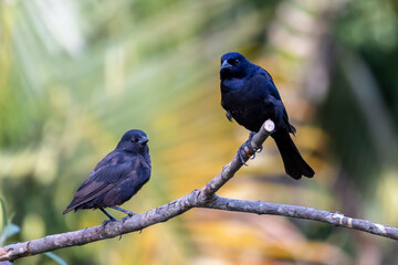 A couple of Shiny Cowbird also Know as Chupim or Mirlo. All the beauty and the presence of the most typical black bird in Brazil. Species Molothrus bonariensis. Birdwatcher. Birding