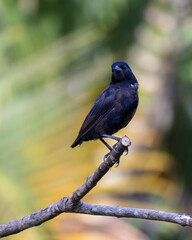 A female of Shiny Cowbird also Know as Chupim or Mirlo. All the beauty and the presence of the most typical black bird in Brazil. Species Molothrus bonariensis. Birdwatcher. Birding