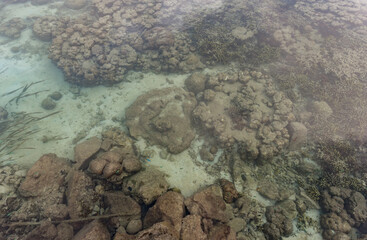 Clear Crystal Water in Koror, Palau. With Coral Reef and Fish