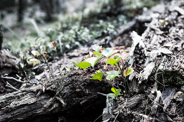朽ち木と芽生え