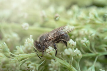 Bee on rhubarb flowers collecting nectar