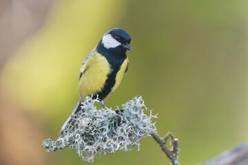 Obraz premium A great tit sitting on the branch with a lichen. Parus major.