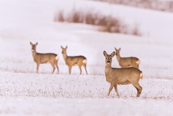 A herd of roe deer in a winter landscape. Capreolus capreolus. 