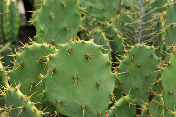 cactos 