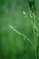 Fototapeta na wymiar Green grass with dew drops