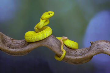 snake in the tree