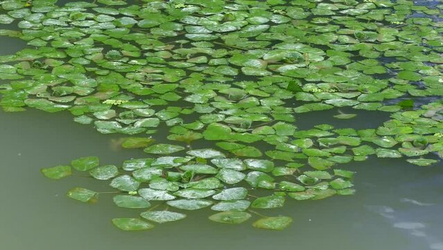 Invasive species: Numerous bushes of Jesuit's Nut (Trapa natans) sway to the beat of the waves on the surface of the freshwater reservoir.