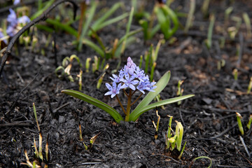 Blue flower can survive on ash of burnt grass due to wildfire