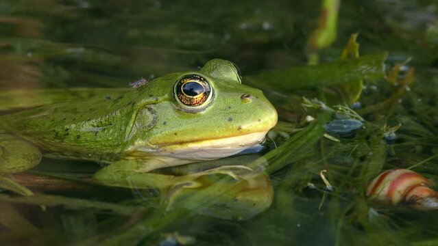 Green Marsh frog or Eurasian marsh frog (Pelophylax ridibundus) half submerged in water tries to drive mosquitoes off the body with a quick eye movement, close-up.