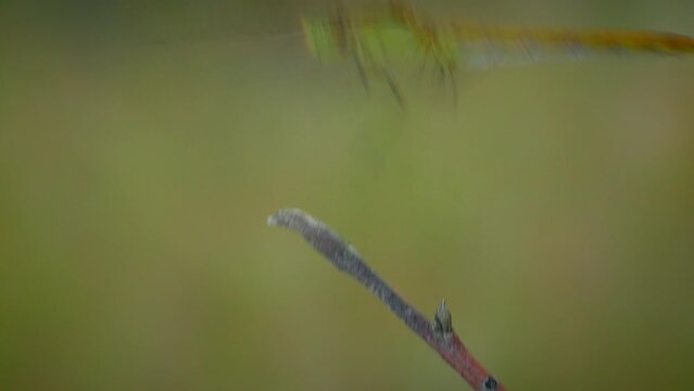 Yellow Vagrant darter (Sympetrum vulgatum) takes off and lands on a branch and chews on a caught midge, close-up.