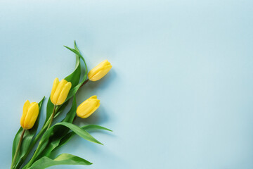 Yellow tulips on light blue background. Spring concept, Top view, flat lay, copy space