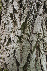 background with old bark of tree